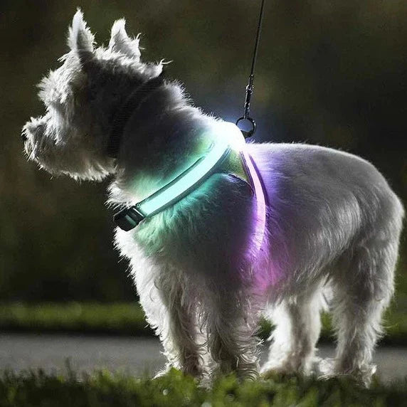 LED Neon Safety Harness