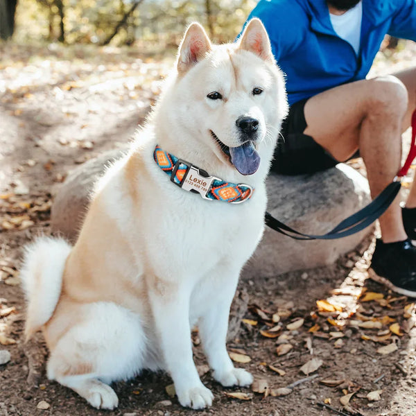 Customisable Dog Tag Collar