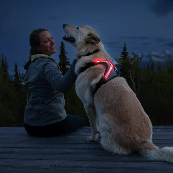 LED Neon Safety Harness